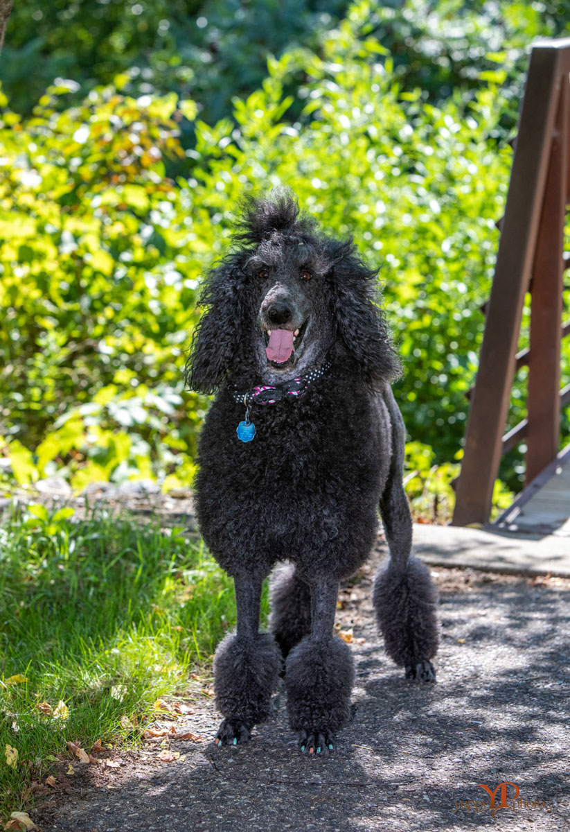 Paris standing in front of greenery